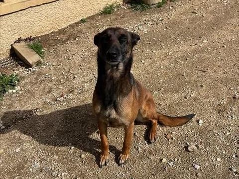 Chien TOKYO à l adoption 210 07100 Annonay