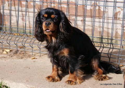 Cavalier King Charles femelle 4 ans pour retraite 600 27500 Bourneville