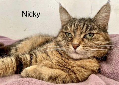 Chatte "Nicky" à l'adoption 210 02400 Chteau-thierry