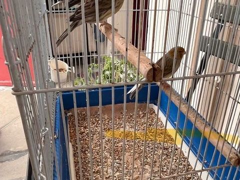 canaris m&acirc;les 20 11800 Tr�bes