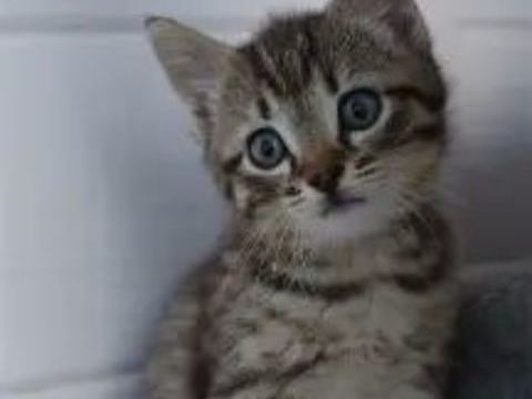 ADORABLES CHATONS MALES HABITUES AUX ENFANTS SEVRES ET VERMI 0 93140 Bondy