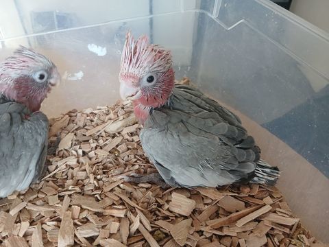 Jeune cacatoes rosalbin 800 62200 Boulogne-sur-mer