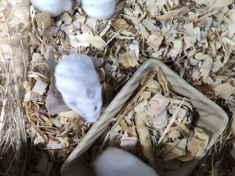 souris 1 euro hamster 5 euros pangasius (poisson) 29 euros
1 02100 Saint-quentin