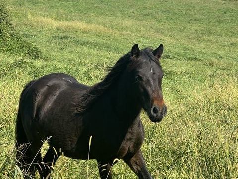 Pouliche Pottok 1300 64200 Arcangues