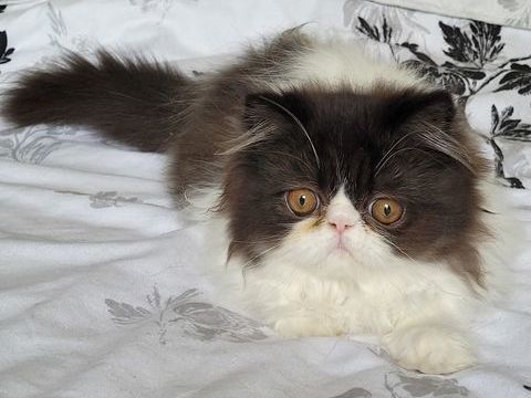 chatons persans 900 72700 Allonnes