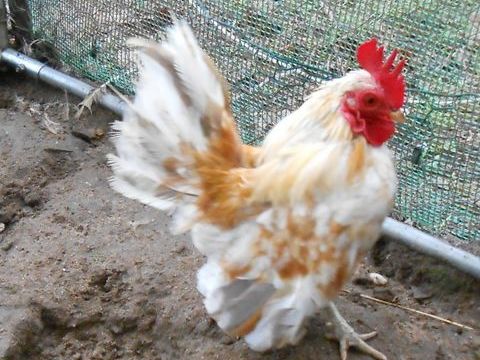  coq s&eacute;rama malais adulte 25 24000 Périgueux
