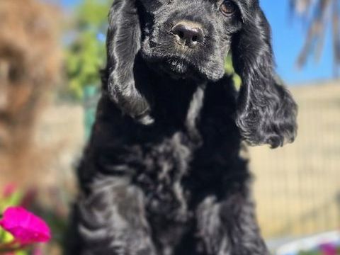 M&acirc;le chiot cocker am&eacute;ricain noir 1000 31170 Tournefeuille