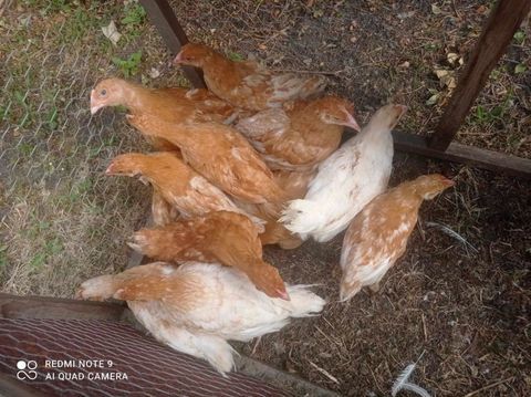 Jeunes poules label roux de 8 semaines 6 62232 Annezin