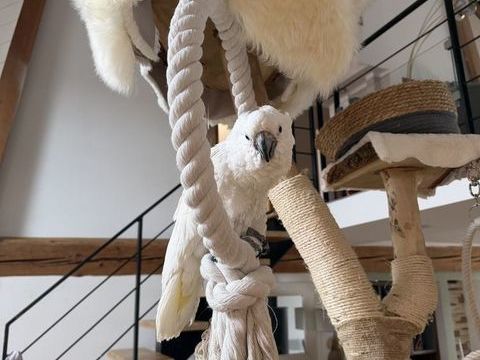 Cacato&egrave;s Alba femelle
2200 74570 �vires