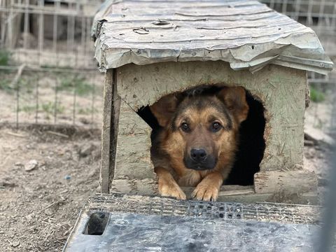 RINGO 300 95610 �ragny