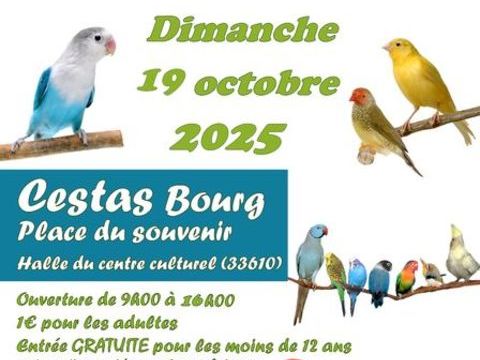 Bourse a oiseaux canari et autre &agrave; cestas Venez nombreux 0 33290 Blanquefort