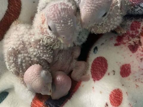 Conures Molinae 180 60700 Pont-sainte-maxence