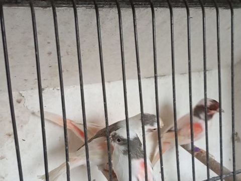 Canaries Arlequin et mosa&iuml;que 25 59178 Hasnon