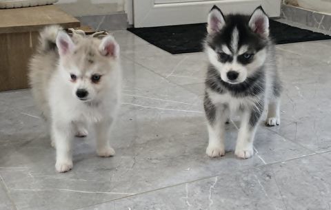 Pomsky f2 DISPONIBLE 0 51230 Fère-champenoise