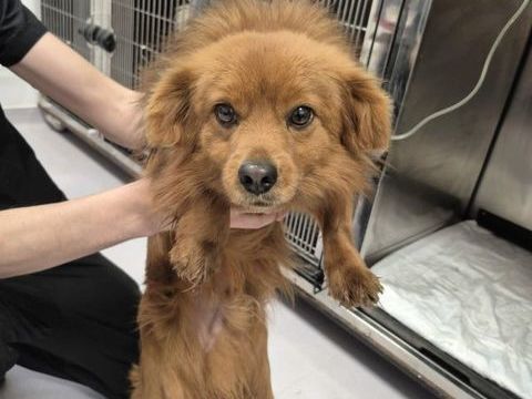 Austral &agrave; l'adoption 300 47000 Agen