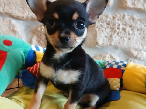 Chihuahua  850 29270 Carhaix-plouguer