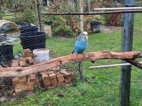 Perruche Anglaise 15 91580 �tr�chy