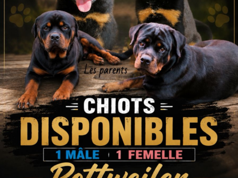 chiots : 1 m&acirc;le et 1 femelle  1200 97441 Sainte-suzanne