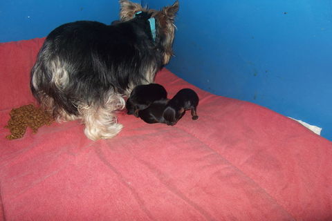 chiots yorkshire terrier femelle et males (petit gabarit) 1250 30000 N�mes