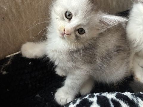 Chaton Maine coon LOOF  1300 83100 Toulon