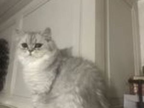   Adorable Chatons / Chats Persan parents LOOF 