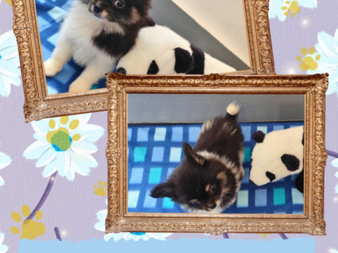 Chiot spitz m&acirc;le 1200 18140 Pr�cy