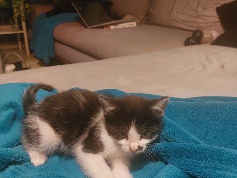 Chaton croises de siamoi 0 01170 Cessy