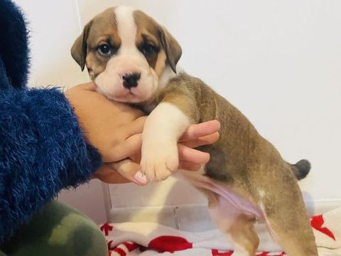 Berner Bully- Croisement Bouvier Bernois x Bulldog Anglaise 600 54280 Sornville