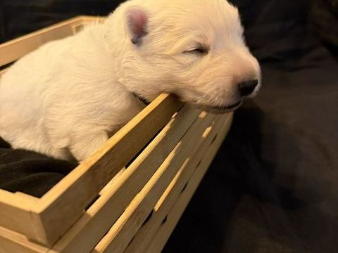 Chiots Berger Blanc Suisse  1125 55130 Vaudeville-le-haut