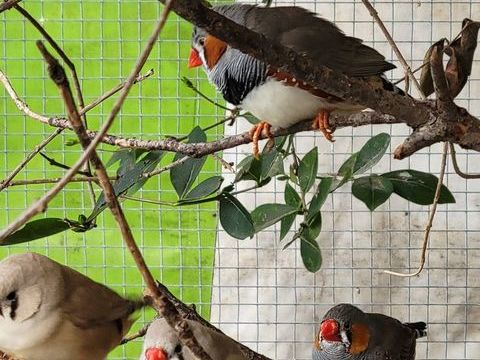 Mandarins 10 46090 Esclauzels