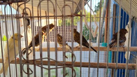 canari de l annee 25 33230 Les peintures