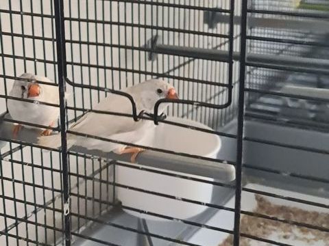 Mandarins femelles 7 44800 Saint-herblain