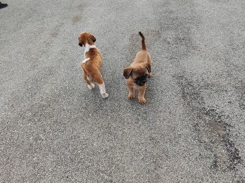 Male Shih Tzu &agrave;  r&eacute;server. 650 87320 Darnac