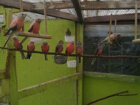 Oiseaux 20 21540 Sombernon