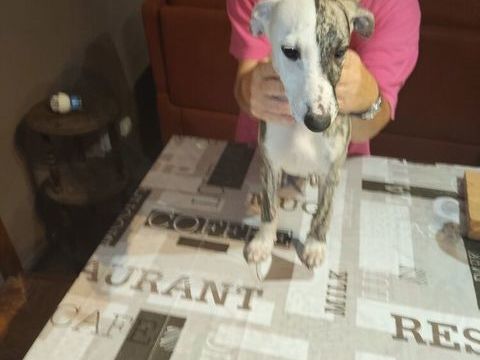 de whippet 500 64300 Orthez
