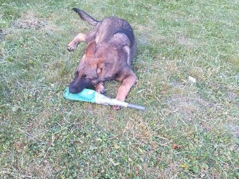 Chiots  et femelle berger allemand 650 02100 Lesdins