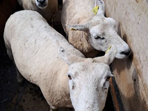 Brebis Texel 150 46210 Latronquire