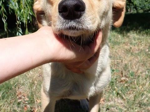 Baklava à l'adoption 300 73000 Barberaz