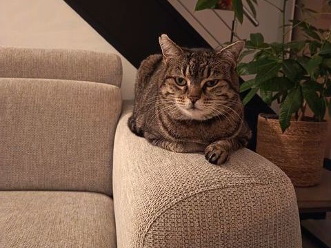 Donne Chat adulte 0 44600 Saint-nazaire
