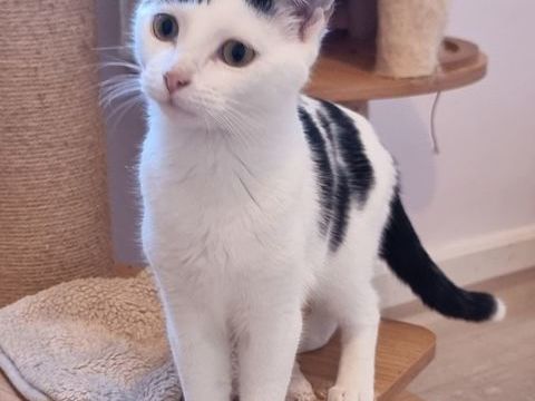 &Agrave; l'adoption Katy, jeune chatte ou chaton ado de 8 mois. 0 89520 Saint-sauveur-en-puisaye