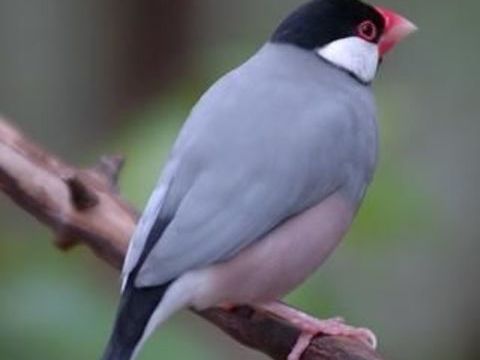 Padda de java 30 35500 Saint-m'herv