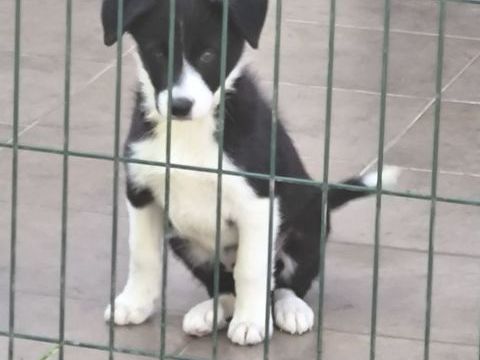 Superbes Chiots Border Collie Non Lof 750 02420 Sequehart