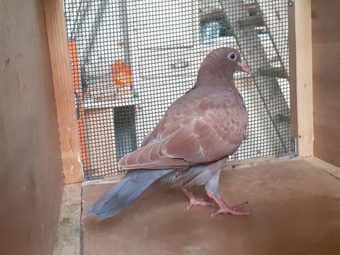 JEUNES PIGEONS COULEUR CHOCO 15 33130 B�gles