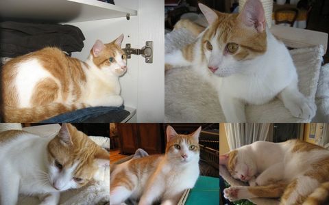 urgent pour Sésame 6 ans dont 6 ans d'accueil à adopter 1 63240 Mont-dore