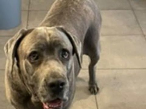 Chien AIDA à l adoption 210 07400 Le teil