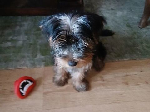 Yorkshire prêts à l adoption 750 29000 Quimper