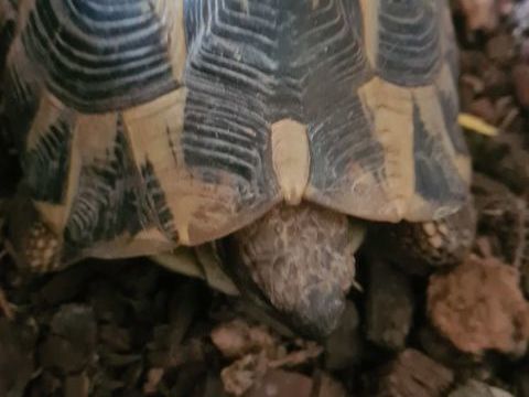 Tortue femelle de terre adulte 350 06500 Menton