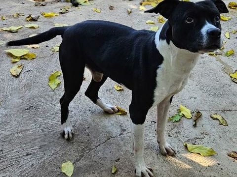VICTORIO, crois&eacute; labrador 8 ans 0 30000 Nîmes