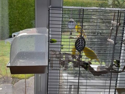 Canaris m&acirc;les tr&egrave;s bon siffleur jaune 30 62217 Beaurains