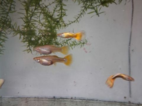 Poissons aquarium 2 97490 Sainte-clotilde